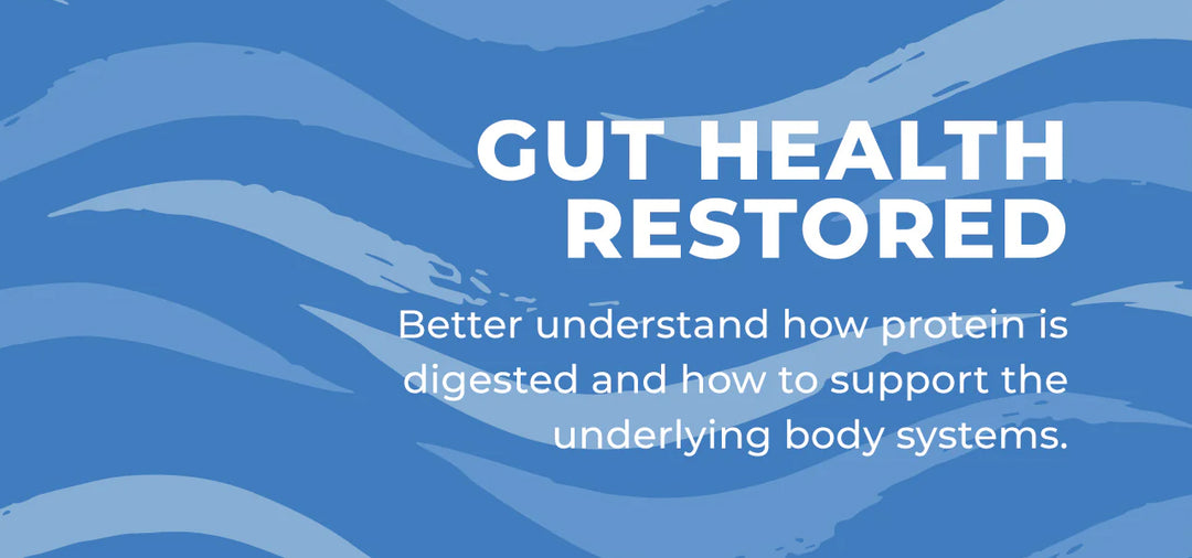 Gut Health Restored - Protein Digestion