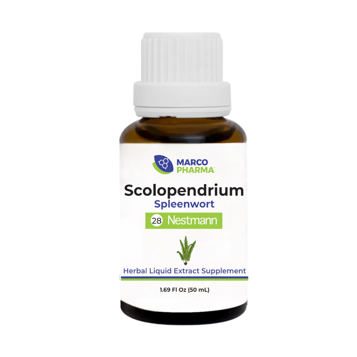 Scolopendrium No. 28