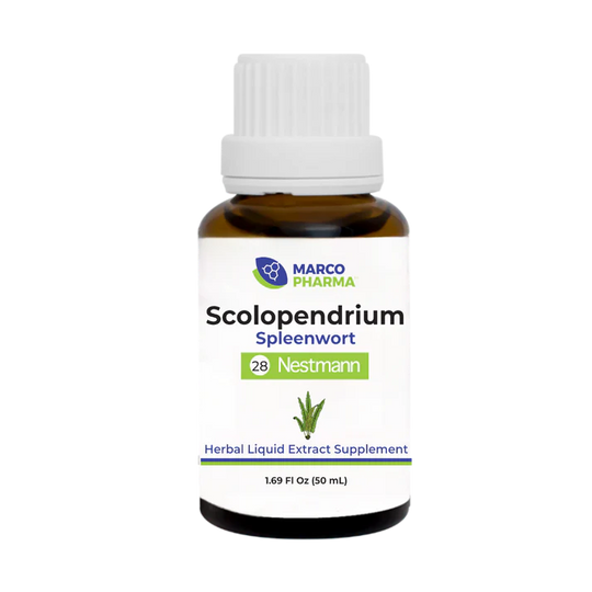 Scolopendrium No. 28
